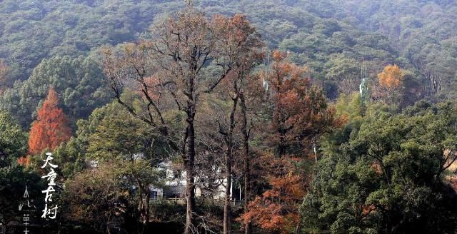 东南佛国天童寺：赴一场人与自然的对话