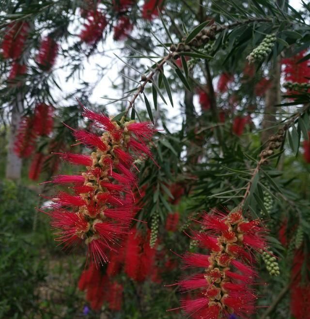  「鱼悦」雾里看花钓鱼忙，东风鱼儿把口开，鱼悦的一天