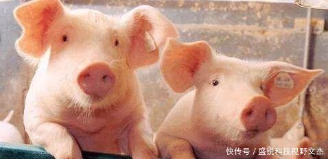  【养殖场】发改委、农业农村部联合发布通知实施生猪规模化养殖