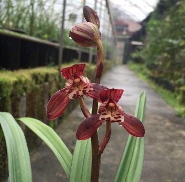  【生长习性】家有兰草不开花？搞清它的生长习性，怎么样都能开花，轻松掌握
