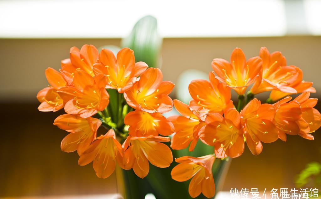 积水烂根■新手养君子兰,这个浇水方法“一劳永逸”