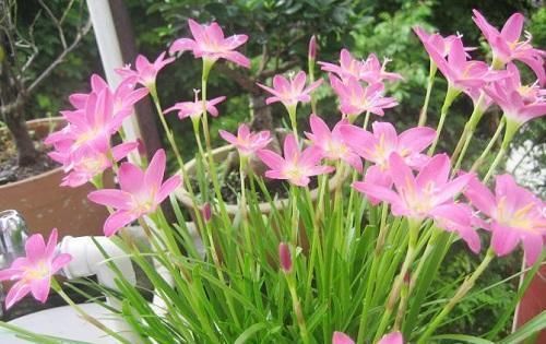 『家里』这几种花只看叶子可不行,这是它们的障眼法,别当新鲜菜炒着吃