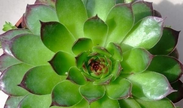  「喜欢」你也喜欢像盛开莲花的植株吗？很好养活，一片叶子种入土中就可活