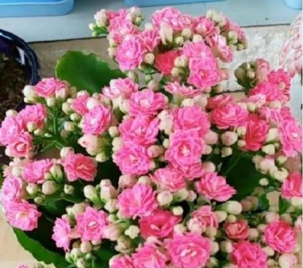  牡丹|4种便宜花，比牡丹好看，比吊兰好养，你养了吗