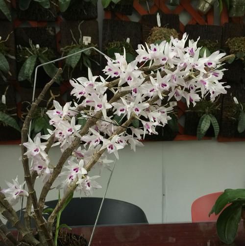『石斛』分享我的石斛故事:养石斛兰根系不是那么重要,无根也能冒芽开花