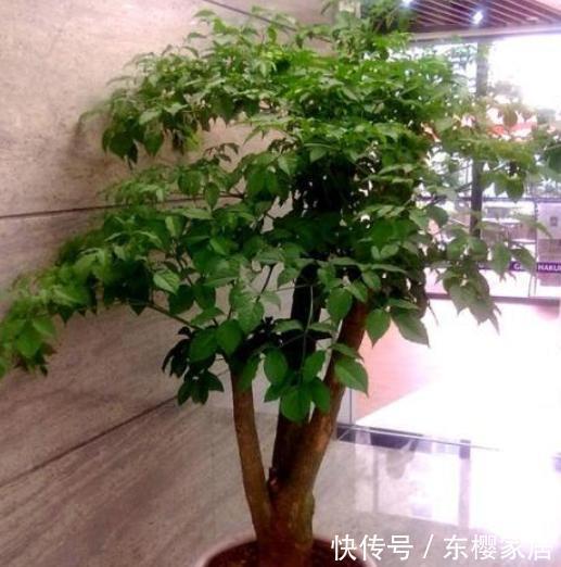 「根系出问题」幸福树叶片卷曲打蔫,可不要不管它,这是在向你发“信号”呢!