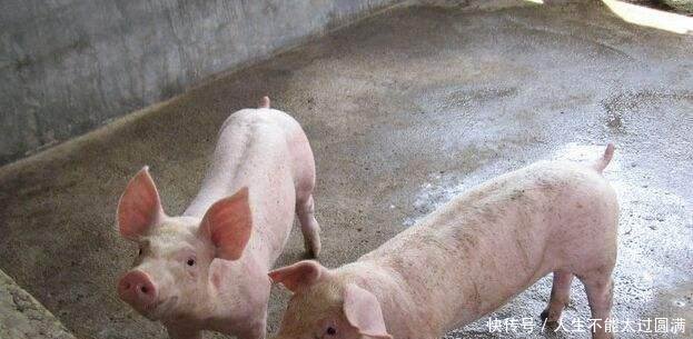 猪价什么时候能迎来大涨也许还需要2年时间！