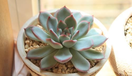  「植物」谁说多肉植物普通？1个方法，分分钟美的像朵花！