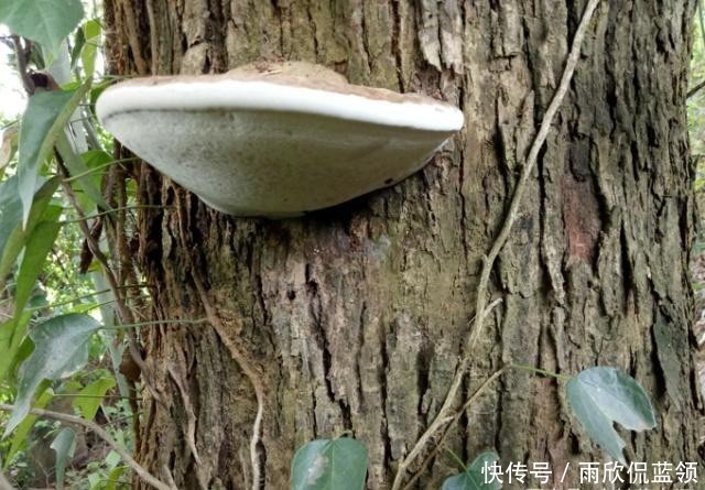  「灵芝」树上这种野生物，目前极为珍贵，家乡若有，请别砍去当