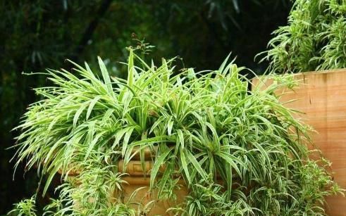  「瞬间」利用动物粪便养吊兰，肥料效果杠杠，发家致富瞬间变‘宝’，神奇