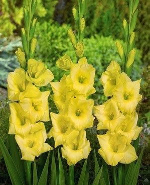  串串：此花花色丰富多样，开花为串串，花期长，适合室内养护观赏