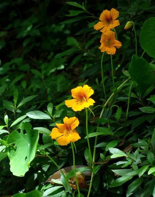 【常见】有一种莲花,不需要水,一年四季都开花,花香色艳,绿化带常见