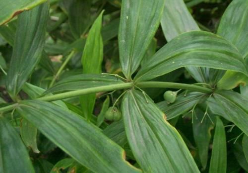  #黄精#过去野外常见的一种植物，如今浑身是宝，不少农民靠种植