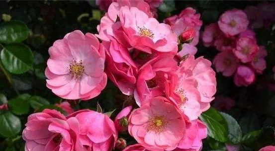  『绿萝』春天不知养啥花？不妨试试这几款，好养似绿萝，花色丰富耐看