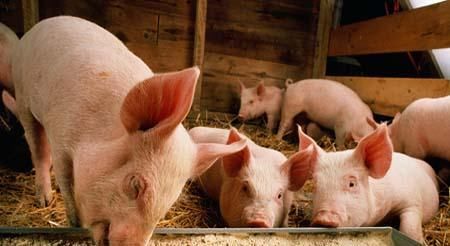  利润@为何近期很多人回农村养猪？养殖户：一头猪的利润是以前的