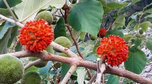  宝价值高：乡下1种树见土就长，人称“惹不起”，3个真正价值少人知