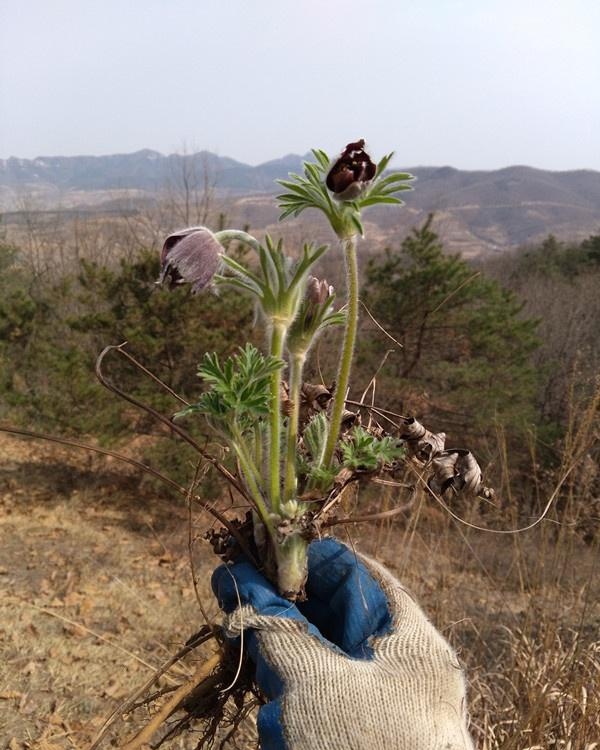 农村一野草，花像白发老头，根能治痔疮，看到请珍惜，40元一斤