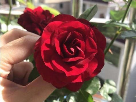  #阳光#它是公认的阳台宠儿，颜值胜玫瑰，花香胜茉莉，好养耐活，超赞！