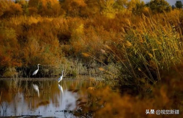 大山 沙漠 湖泊 金胡杨是大自然最完美的构图