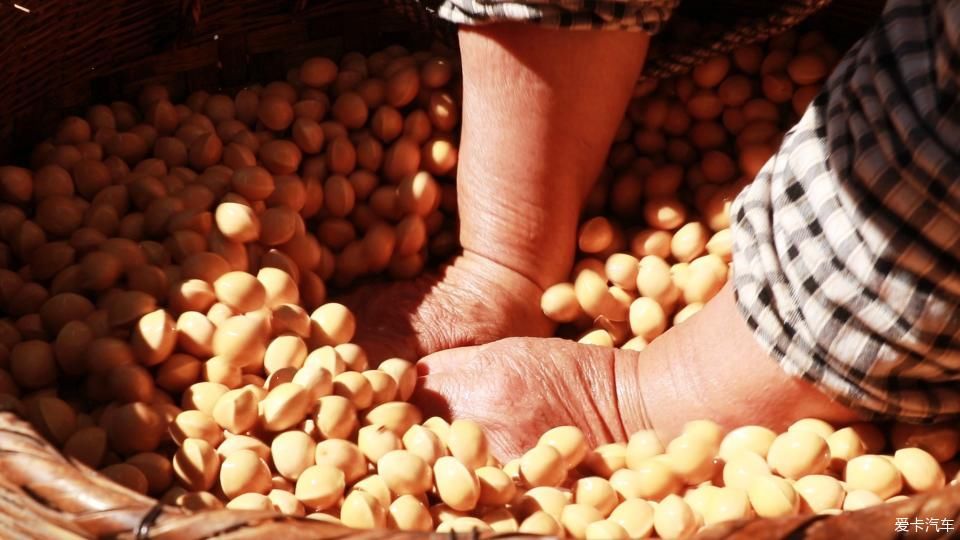 固东银杏村的黄色攻略