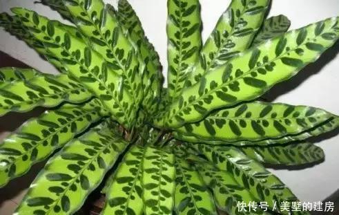『心叶蔓绿绒』2种花超耐阴,一点散光就爆盆,北阳台也能养得美!