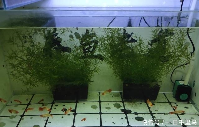  水质|鱼缸的藻类确实是个好东西，对水质而言，成也是它们败也是它们