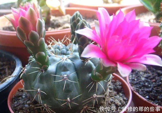 「一大」仙人球绯花玉怎么养?光照施肥充足,花苞一大圈,能开好多花