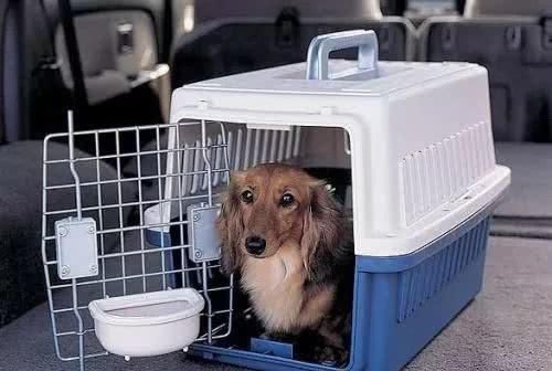 有没有宠物托运