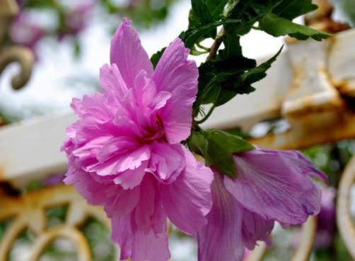  #新手#家里养这4种花，四季赏花停不下来，花朵多，新手轻松养爆盆