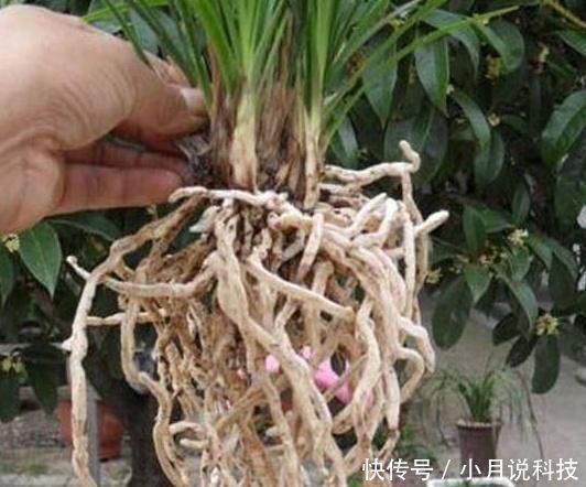  根系■兰花从根部干枯怎么办