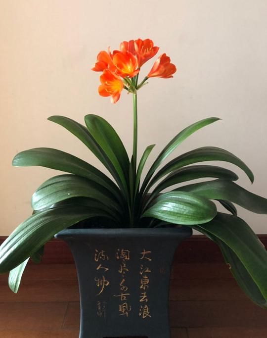  别太：好花都是浇死的，10种常见花，浇水别太勤快！