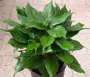  『全家』“甲醇、甲醛”怕2种植物，家里养一盆，呼吸舒畅，全家都健康