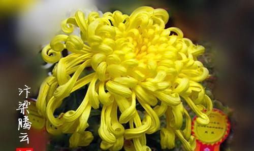  [养盆]喜欢菊花，不如养盆“菊中珍品”汴梁腾云，似金光灿灿，缭绕飘舞