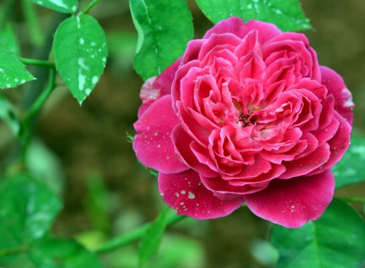  「家里」好养易开花，就选这五种，丢在家里花苞蹭蹭窜，个个花开鲜艳，美