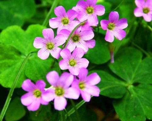  『特别』4种花扔土里就能活，省心又好养，生命力强劲，门前爆成一大片