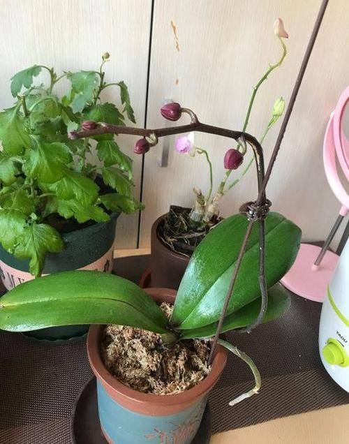  「漂亮」养盆蝴蝶兰，摆在茶几上，花开一大串，花期2个月，超漂亮