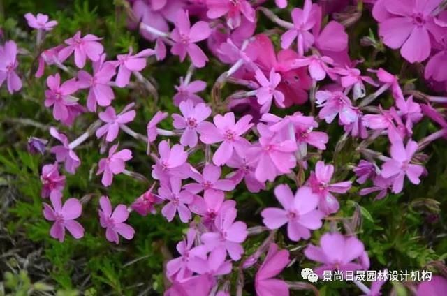 『适合』适合庭院种植的27种常用宿根花卉