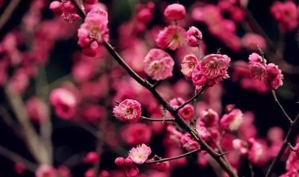  「追捧」花园种上这“2种”花，镇宅还养人，越养越贵，受人追捧！