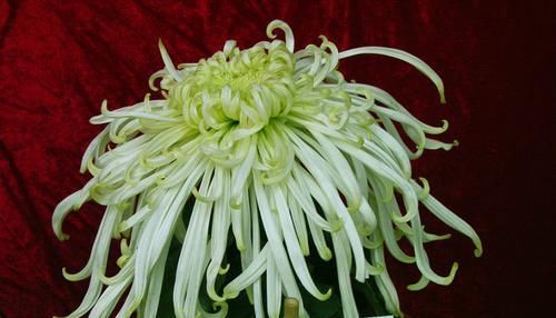 『珍品』喜欢菊花,就养盆“菊中珍品”玉酝酬秋,粉嫩少女心,秀外慧中