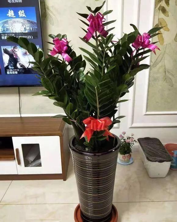  [半阴的环境是它最喜]这几种花不能多晒太阳，越晒越长不好，平时养护需注意