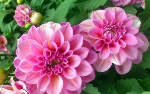  [家养]家养此款花卉，开花勤爱爆盆，花朵硕大花期长，一开就是300天