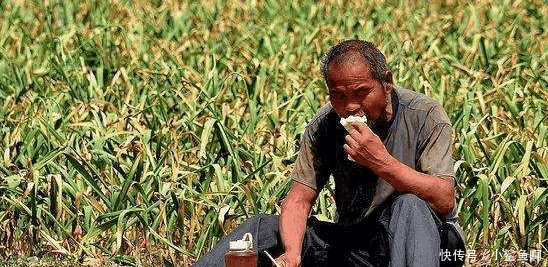 2019年开始, 农民就不再种地了 多个农民已确认, 这可能是真的!