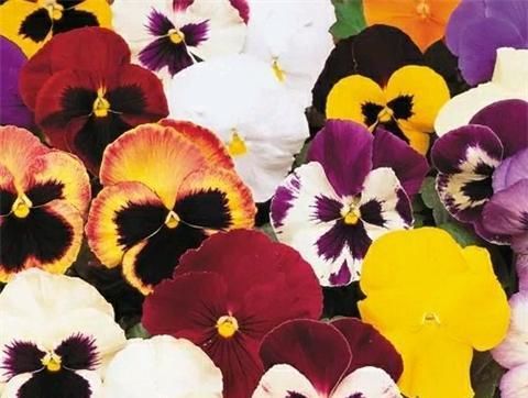  『三色堇』1种好看好养的花，一年四季都开花，养在阳台变花海