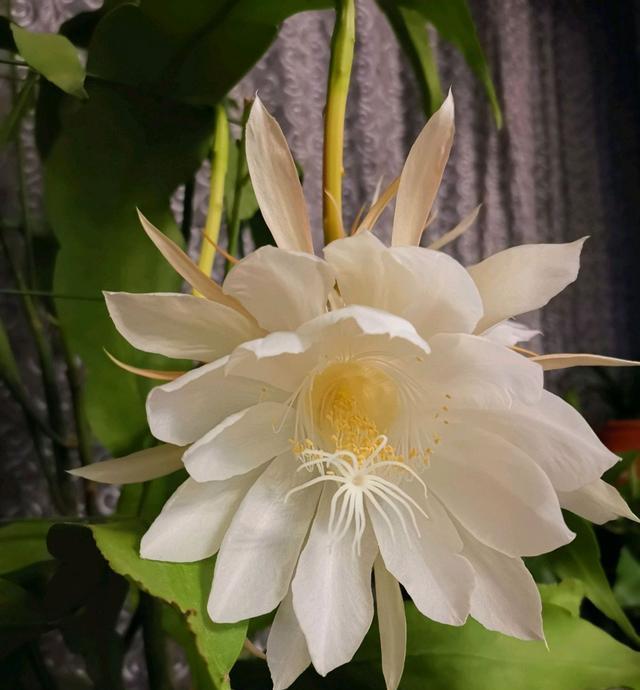  #过度#月下美人昙花有花苞了怎么养开花爆盆？不要过度养护而开花失败