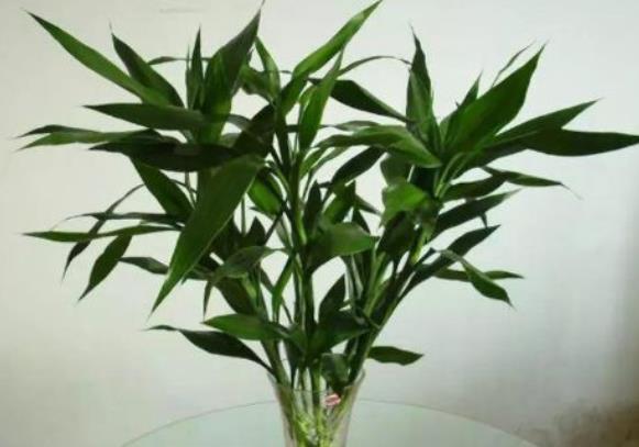 再穷@客厅养花有讲究？这4种花养家中镇宅又去煞，再穷也要养一盆！
