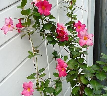  『漂亮』这种花卉花色漂亮，花香四溢飘满屋，适合做室内盆栽，比吊兰好养