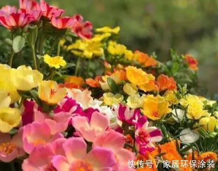 #品种#太阳花竟也有这么多品种,开成花海,也能成为惊世美景