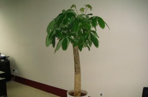 『恢复』发财树的叶子发黄,多是三种原因引起的,学会改善,很快恢复生机