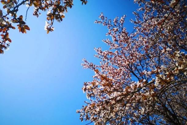 美过婺源！国内最适合全家游自驾赏花地，不收门票，美的鲜为人知