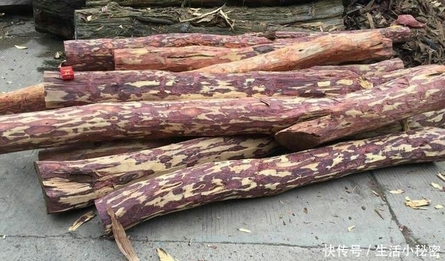  中国|中国最“珍贵”的树，以前被当柴火烧，如今1公斤卖9000元